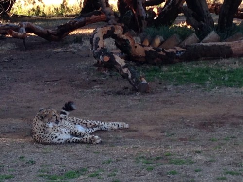 heru-photo-iphone-7436