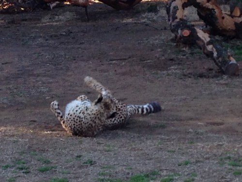 heru-photo-iphone-7438