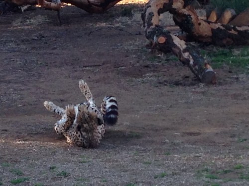 heru-photo-iphone-7440