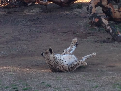 heru-photo-iphone-7441