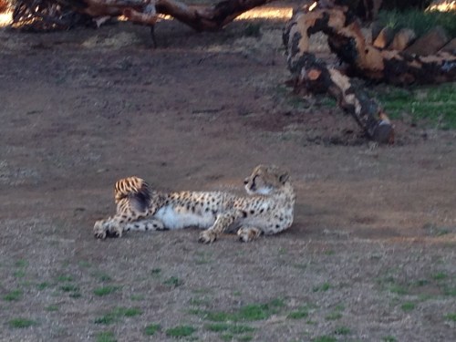 heru-photo-iphone-7447