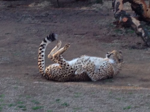 heru-photo-iphone-7449