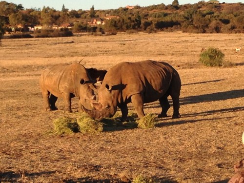 heru-photo-iphone-7464