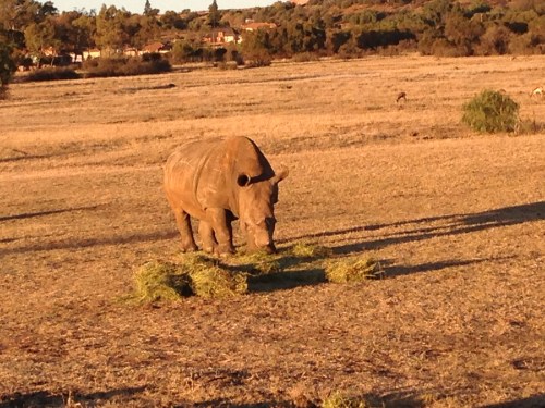 heru-photo-iphone-7469